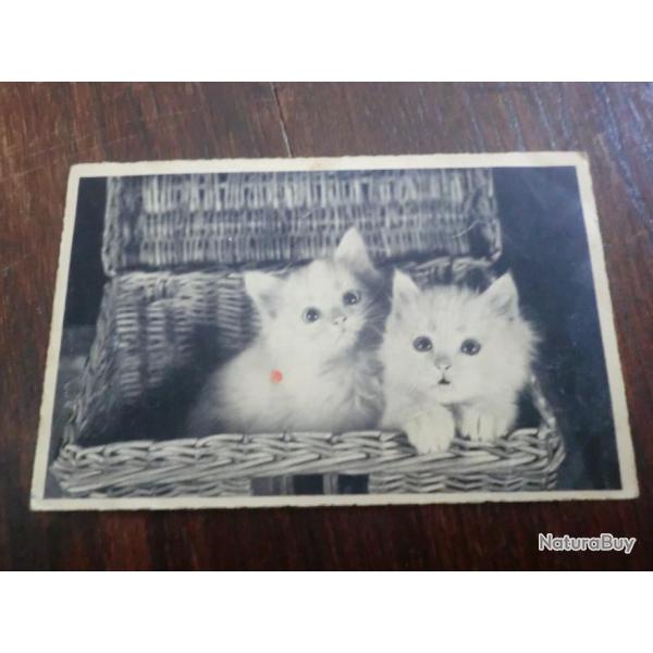 CP  ANIMALIER CHATON II