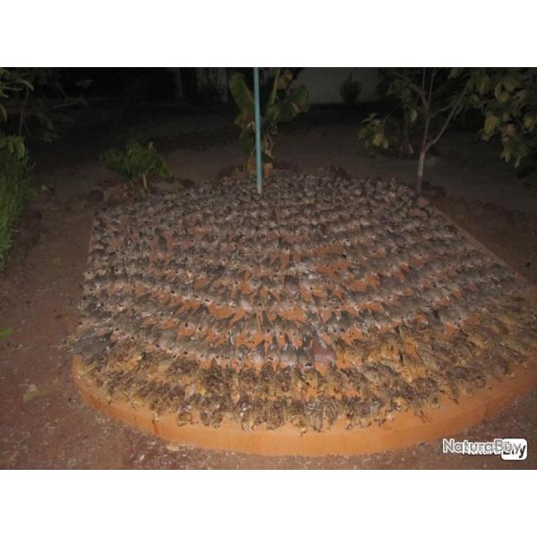 SJOUR CHASSE SNGAL / GAMBIE - LE GUIB CAMPEMENT DU MINAN