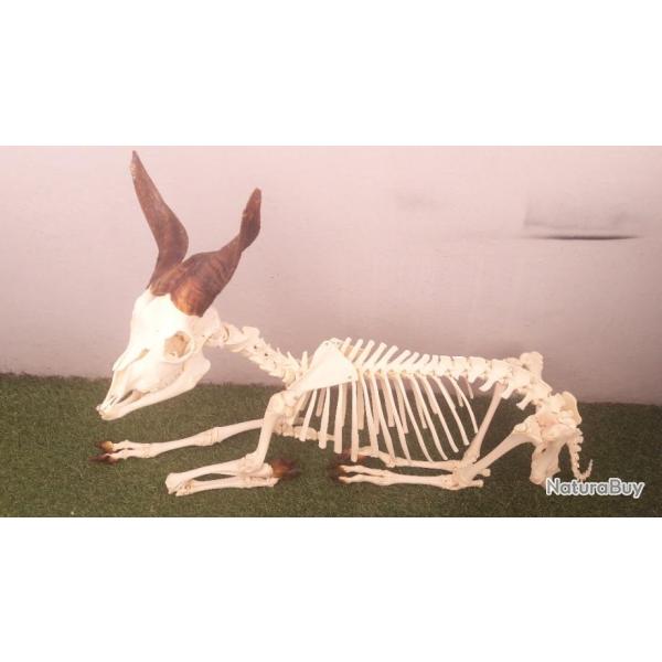 Squelette de Girgentana juvnile