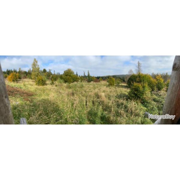 Part de chasse aff�t - battues - approche