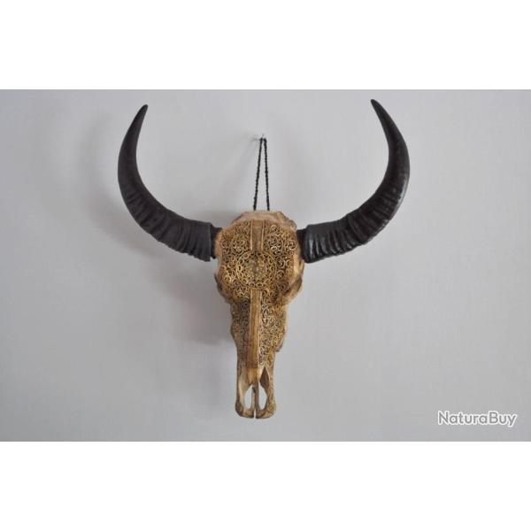 TAXIDERMIE - Cr�ne de Buffle d'eau sculpt�.