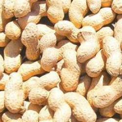 ARACHIDE ENTIERE 10KGS