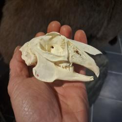 Cr&acirc;ne de lapin #0303