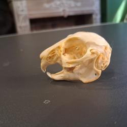 Cr&acirc;ne de lapin juv&eacute;nile #1004(1)