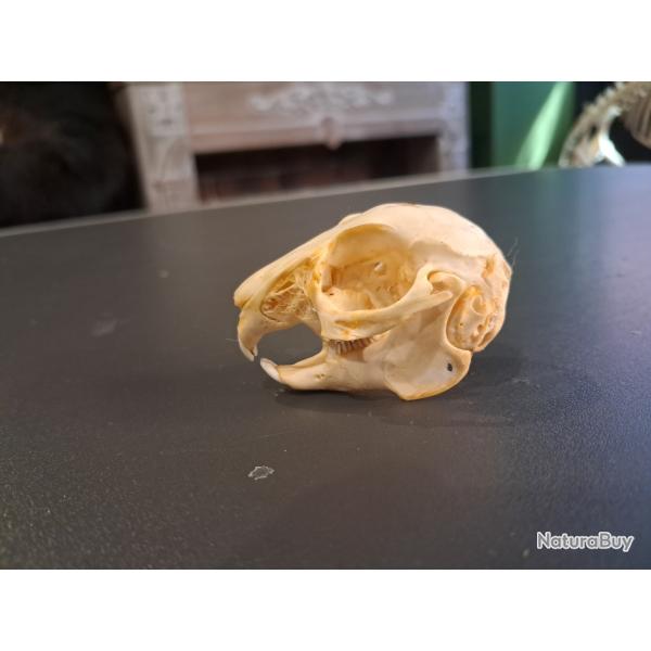 Cr�ne de lapin juv�nile #1004(1)