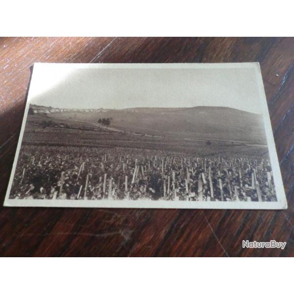 CP  dpt  51 VIGNOBLE DE CRAMAN