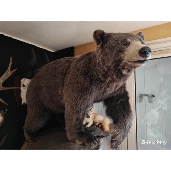 Taxidermie d' Ours noir ; Ursus americanus