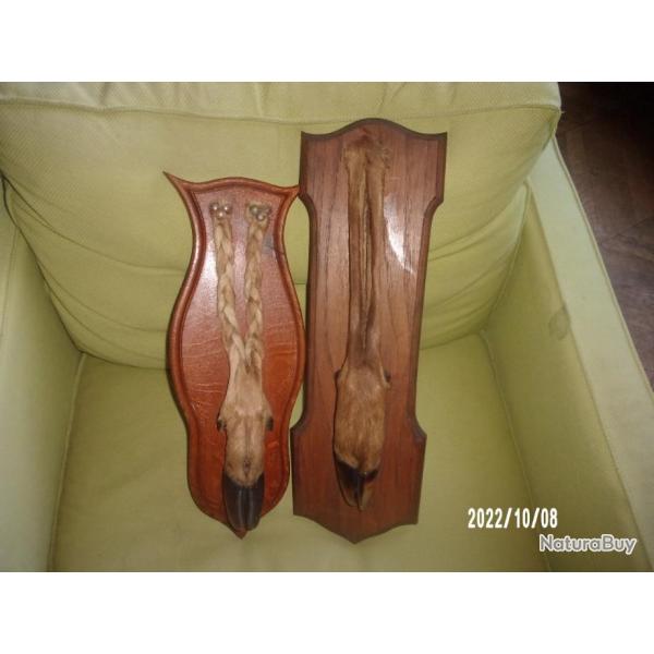 lot de deux pieds d'honneur cerf