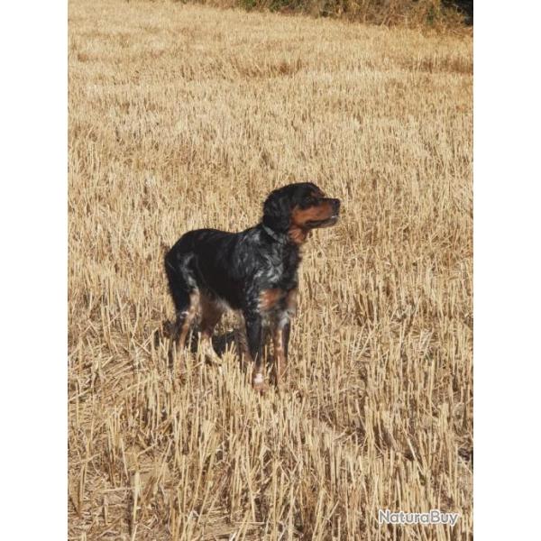 Saillie m�le �pagneul breton tricolores lof Trialeur