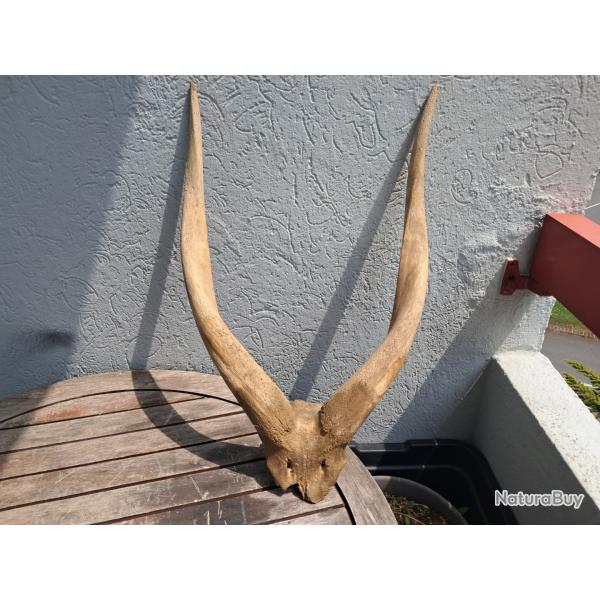 Massacre de Bongo ; Tragelaphus eurycerus