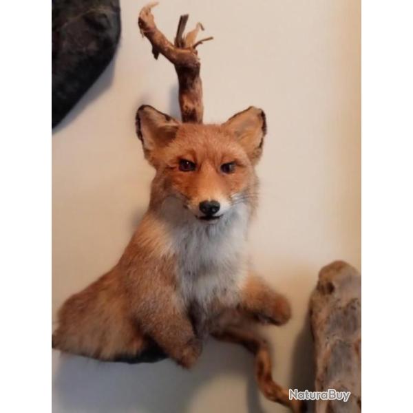 joli buste de renard