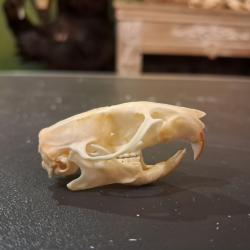 Cr&acirc;ne de rat brun #0303(1)