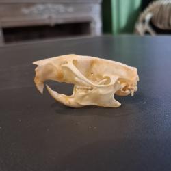 Cr&acirc;ne de rat brun #0303(2)