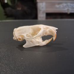 Cr&acirc;ne de rat brun #1004(1)