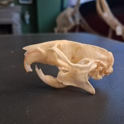Cr&acirc;ne de rat brun #1004(3)