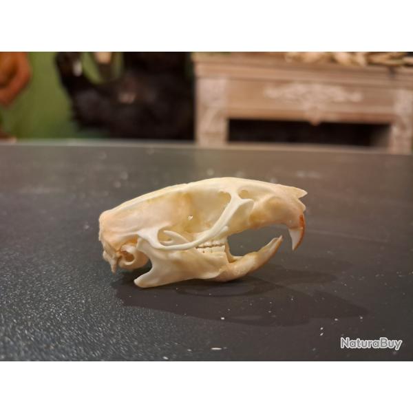 Cr�ne de rat brun #0303(1)