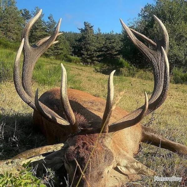 RECHERCHE BRACELETS CERF 2026