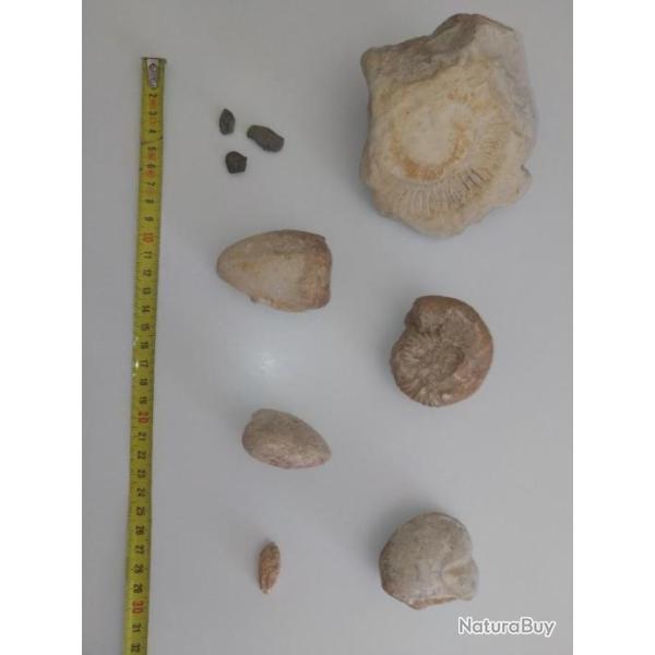 Lot de fossiles calcaires.