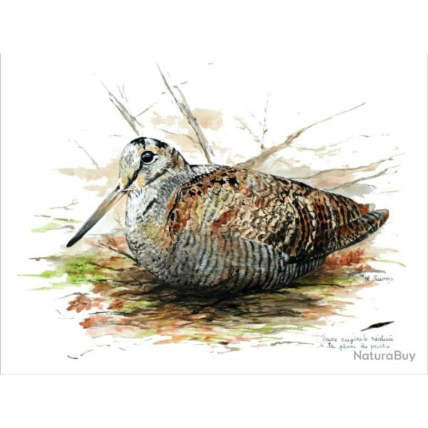 REPRODUCTION Ide "Cadeau" - Bcasse couche