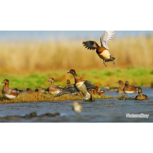 VOYAGE DE CHASSE PETIT GIBIER CANARD, PERDREAUX ,TOURTERELLES,PIGEON.. BONJOUR AMIS CHASSEUR