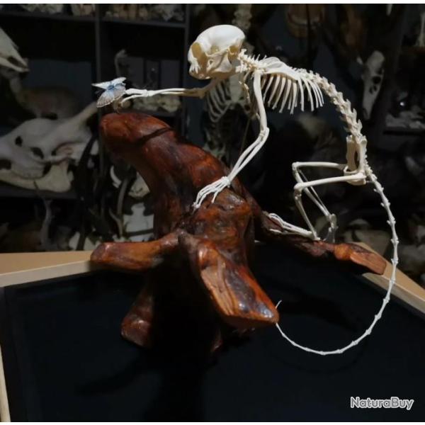 Squelette complet de ouistiti commun sous vitrine ; Callithrix jacchus