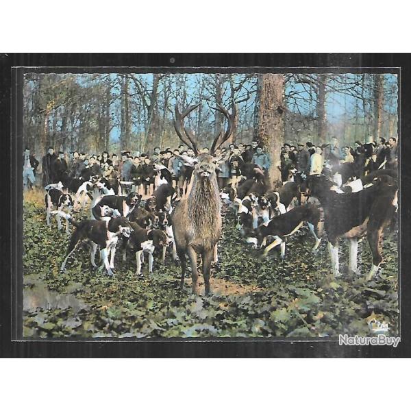 hallali sur pied chasse � courre en for�t carte postale moderne