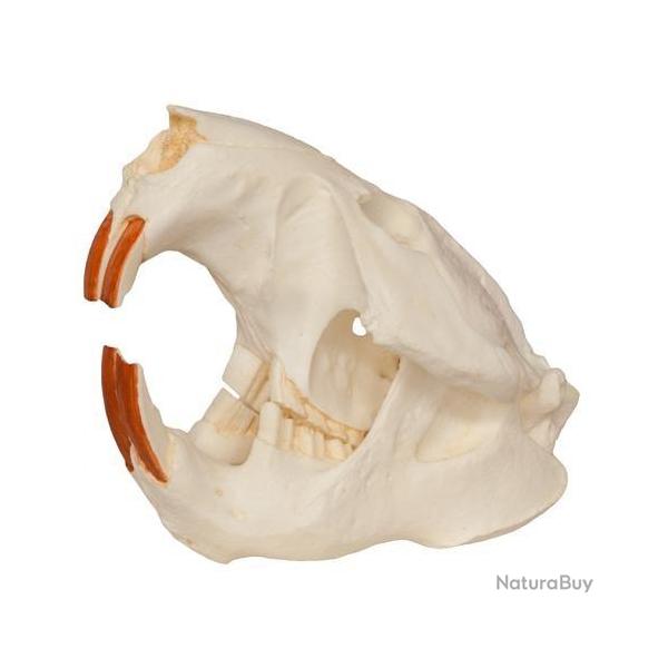 taxidermie troph�e factice cr�ne de castor