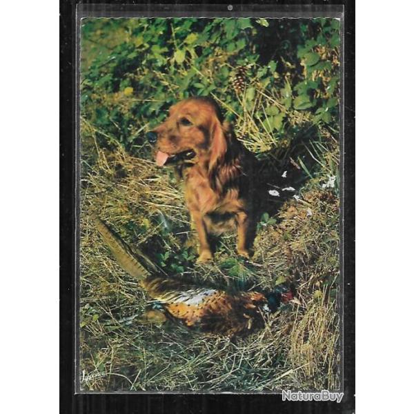 en sologne , il attend sa r�compense , chien de chasse et faisan carte postale moderne
