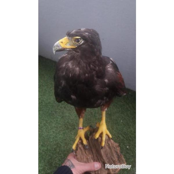 Taxidermie r�cente de buse de Harris avec bague d'�levage ; Parabuteo unicinctus