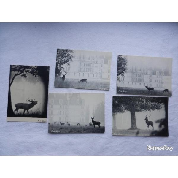 lot de 5 cartes postales non �crites - enchantement de la for�t - th�me cerf