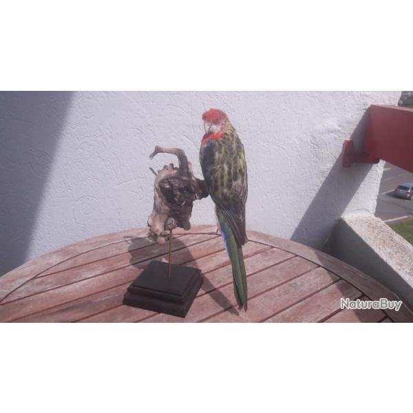 Taxidermie de Rosella Pourpre ; Platycercus elegans