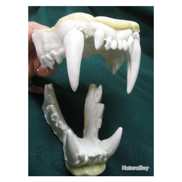 Taxidermie.Reconstitution Mchoire de lion