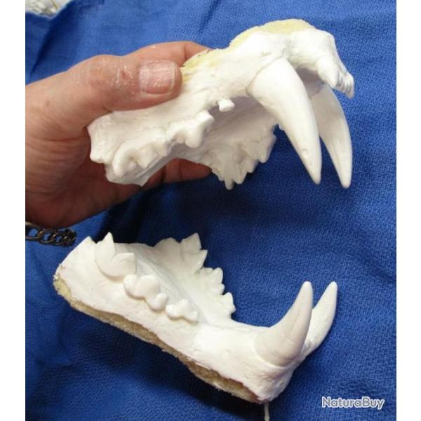 Taxidermie.Reconstitution Mchoire de lopard