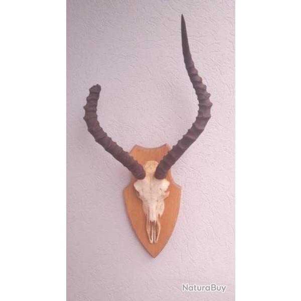 Troph�e d' Impala  ; Aepyceros melampus #CC2