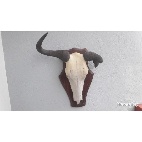 Troph�e Gnou avec malformation