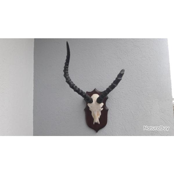 Troph�e d' Impala  ; Aepyceros melampus