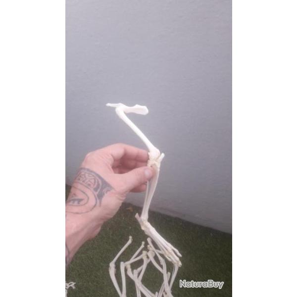 Montage ostologique de patte arrire de chat