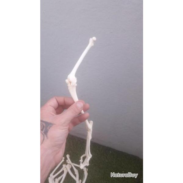 Montage ostologique de patte de chat