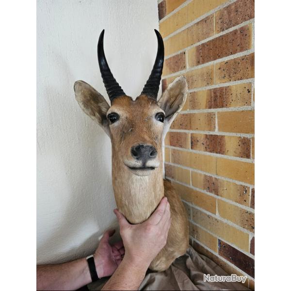 Troph�e cobe des roseaux naturalis�, bois larges et sym�triques, pi�ce rare et spectaculaire