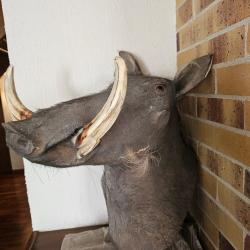 Troph&eacute;e t&ecirc;te de phacoch&egrave;re - Bananes impressionnantes - Pi&egrave;ce unique- Collection-Deco prestige