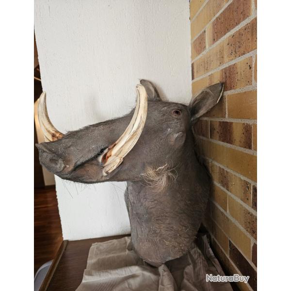 Troph�e t�te de phacoch�re - Bananes impressionnantes - Pi�ce unique- Collection-Deco prestige