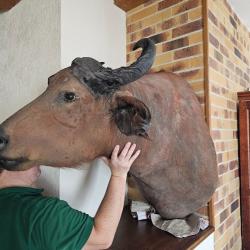 Troph&eacute;e de buffle