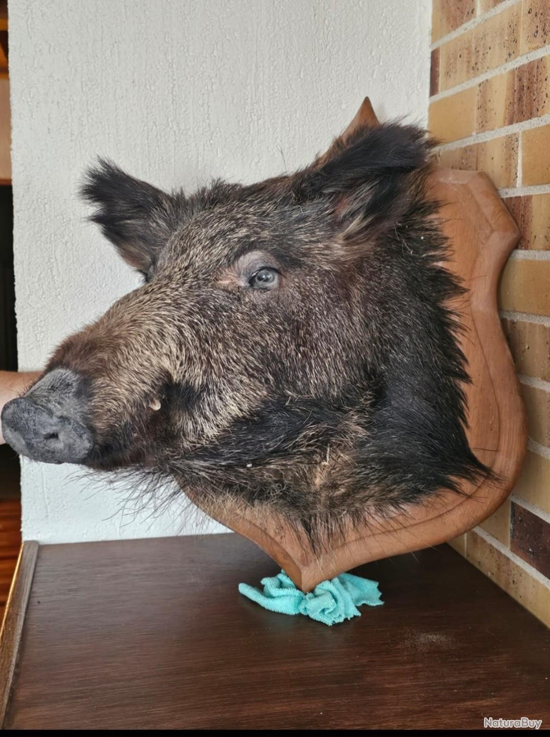 Trophée de chasse au sanglier | Selency