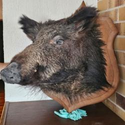 Troph&eacute;e t&ecirc;te de sanglier - D&eacute;fenses impressionnantes - Pi&egrave;ce unique - Collection