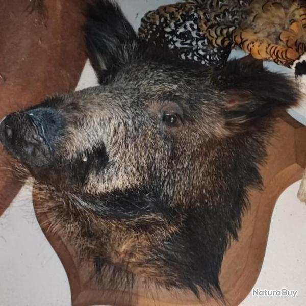 Troph�e de sanglier
