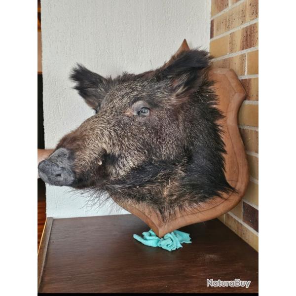 Troph�e t�te de sanglier - D�fenses impressionnantes - Pi�ce unique - Collection