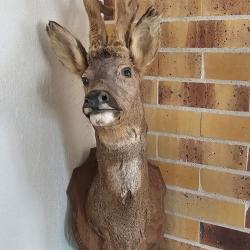 Troph&eacute;e chevreuil en velours - Bois larges et sym&eacute;triques - Pi&egrave;ce unique / Collection prestige