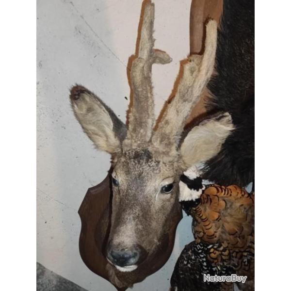 Trophe de chevreuil en velours