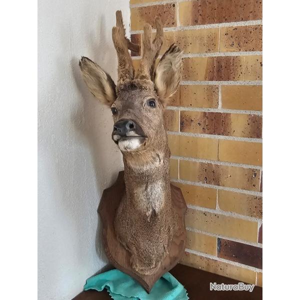 Troph�e chevreuil en velours - Bois larges et sym�triques - Pi�ce unique / Collection prestige