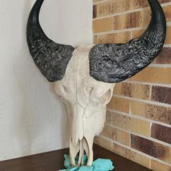 Massacre de buffle - Cr&acirc;ne et bois impressionnants - Pi&egrave;ce unique / Collection / D&eacute;co prestige
